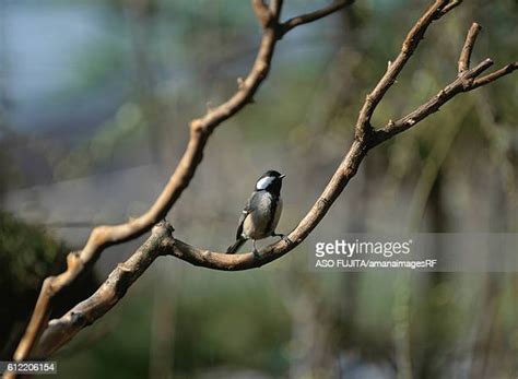 japanese titties|902 Japanese Tit Stock Photos & High